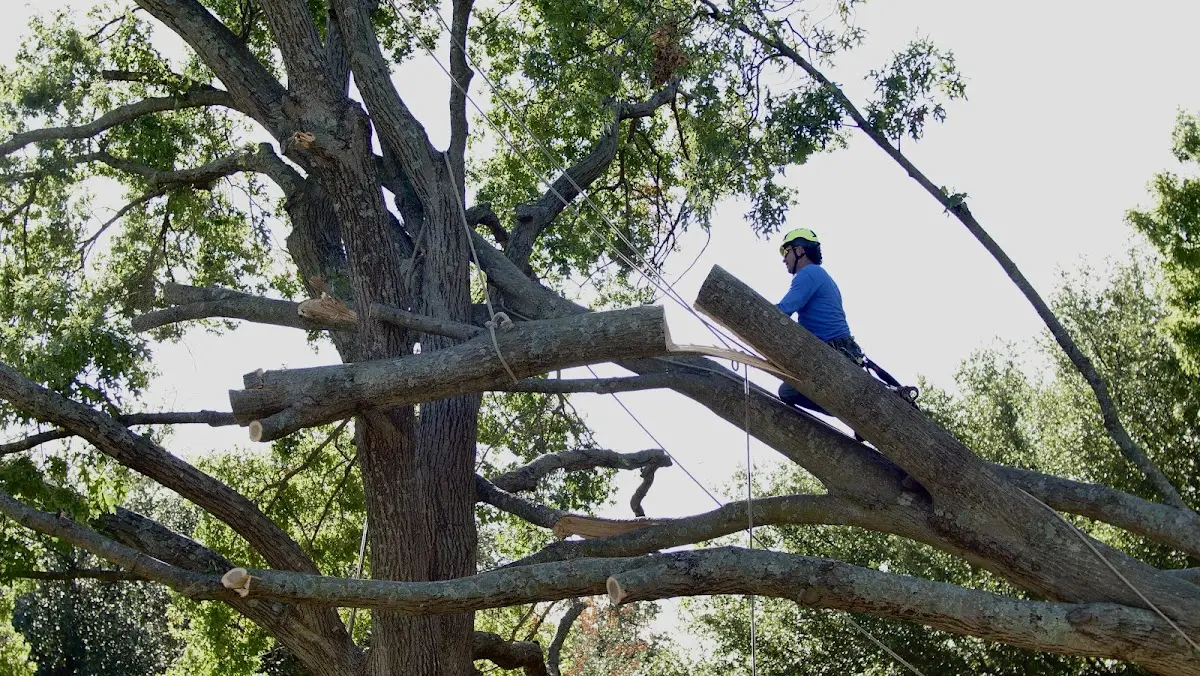 Professional Crown Thinning performed by certified arborists in Knoxville