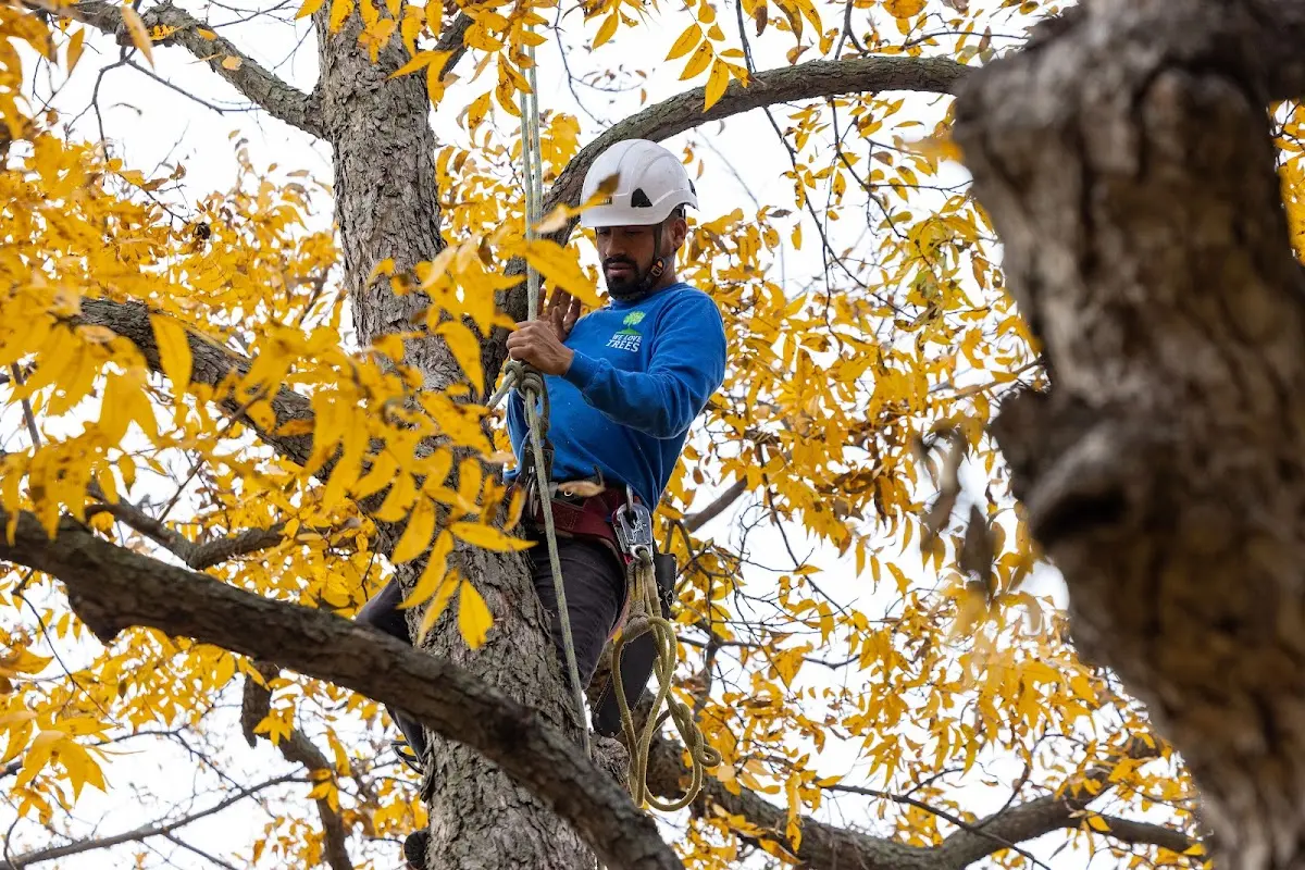 Skilled Tree Pruning crew working in Knoxville